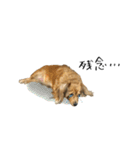 愛犬ナオ(チワックス)（個別スタンプ：11）