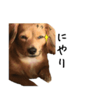 愛犬ナオ(チワックス)（個別スタンプ：12）