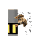 愛犬ナオ(チワックス)（個別スタンプ：13）