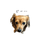 愛犬ナオ(チワックス)（個別スタンプ：14）