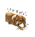 愛犬ナオ(チワックス)（個別スタンプ：19）