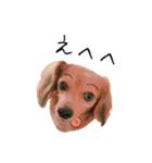 愛犬ナオ(チワックス)（個別スタンプ：20）