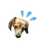 愛犬ナオ(チワックス)（個別スタンプ：21）