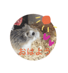 うちのロボハムちゃん（個別スタンプ：5）
