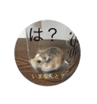 うちのロボハムちゃん（個別スタンプ：22）