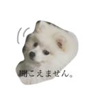 マロの日常。（個別スタンプ：1）