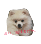 マロの日常。（個別スタンプ：2）