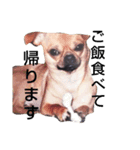 スムースチワワのリー太郎（個別スタンプ：3）