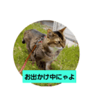 もふもふごろにゃんず（個別スタンプ：5）