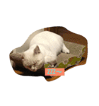 くぅたろー（個別スタンプ：3）