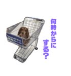 ぷりんスタンプ（個別スタンプ：5）