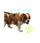 キャバリア〜キャンディ2〜（個別スタンプ：7）