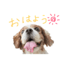 キャバリア〜キャンディ2〜（個別スタンプ：8）