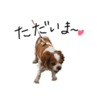 キャバリア〜キャンディ2〜（個別スタンプ：11）