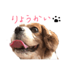 キャバリア〜キャンディ2〜（個別スタンプ：14）