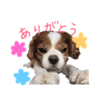 キャバリア〜キャンディ2〜（個別スタンプ：21）