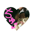 谷村家3（個別スタンプ：4）