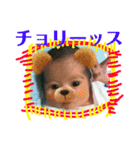 谷村家3（個別スタンプ：7）