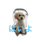 しらすた（個別スタンプ：1）