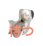 しらすた（個別スタンプ：2）