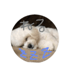 しらすた（個別スタンプ：7）