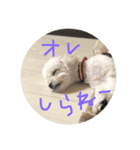 しらすた（個別スタンプ：8）