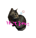 愛すべき無愛想みい子2（個別スタンプ：1）