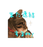 愛すべき無愛想みい子2（個別スタンプ：3）