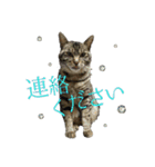 愛すべき無愛想みい子2（個別スタンプ：4）