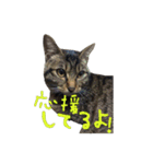 愛すべき無愛想みい子2（個別スタンプ：7）