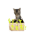 愛すべき無愛想みい子2（個別スタンプ：11）