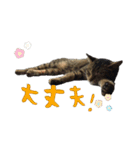 愛すべき無愛想みい子2（個別スタンプ：26）