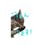 愛すべき無愛想みい子2（個別スタンプ：33）