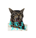 愛すべき無愛想みい子2（個別スタンプ：35）