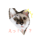 うちの3ニャンズ（個別スタンプ：1）