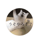 うちの3ニャンズ（個別スタンプ：4）