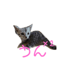うちの3ニャンズ（個別スタンプ：7）