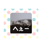 うちの3ニャンズ（個別スタンプ：8）