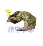 うちの3ニャンズ（個別スタンプ：10）