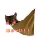 うちの3ニャンズ（個別スタンプ：13）