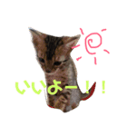 うちの3ニャンズ（個別スタンプ：14）