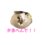 うちの3ニャンズ（個別スタンプ：15）