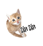 猫の写真スタンプ 中国語版 繁体（個別スタンプ：1）