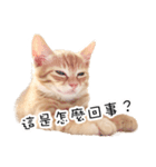 猫の写真スタンプ 中国語版 繁体（個別スタンプ：2）