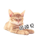 猫の写真スタンプ 中国語版 繁体（個別スタンプ：3）