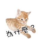 猫の写真スタンプ 中国語版 繁体（個別スタンプ：4）