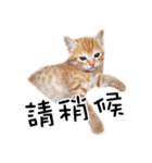猫の写真スタンプ 中国語版 繁体（個別スタンプ：5）