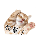 猫の写真スタンプ 中国語版 繁体（個別スタンプ：7）