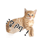 猫の写真スタンプ 中国語版 繁体（個別スタンプ：8）