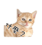 猫の写真スタンプ 中国語版 繁体（個別スタンプ：9）
